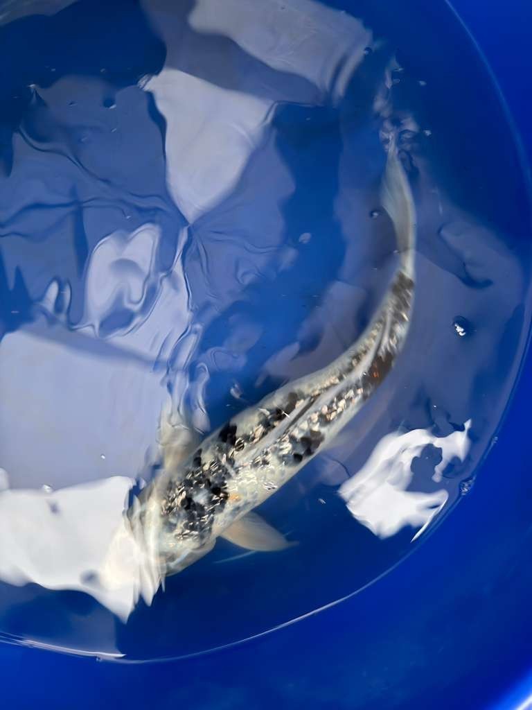 14 " Inch Gin Rin Shiro Bekko Koi