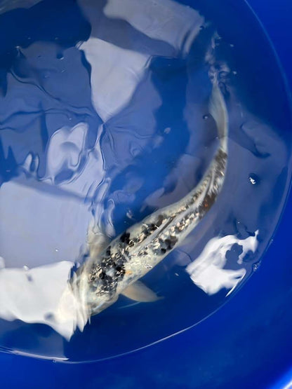 14 " Inch Gin Rin Shiro Bekko Koi