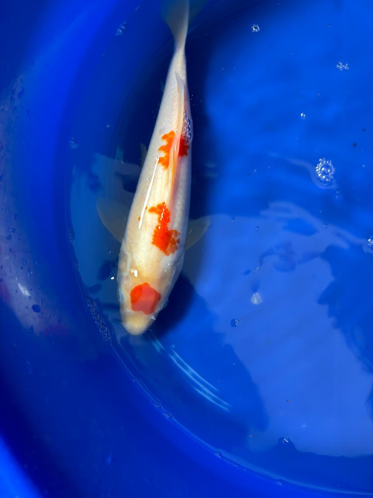 12 Inch Maruten Kohaku Japanese Import Koi GT