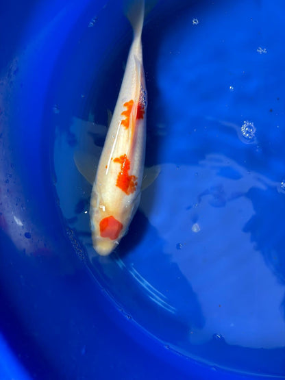 12 Inch Maruten Kohaku Japanese Import Koi GT