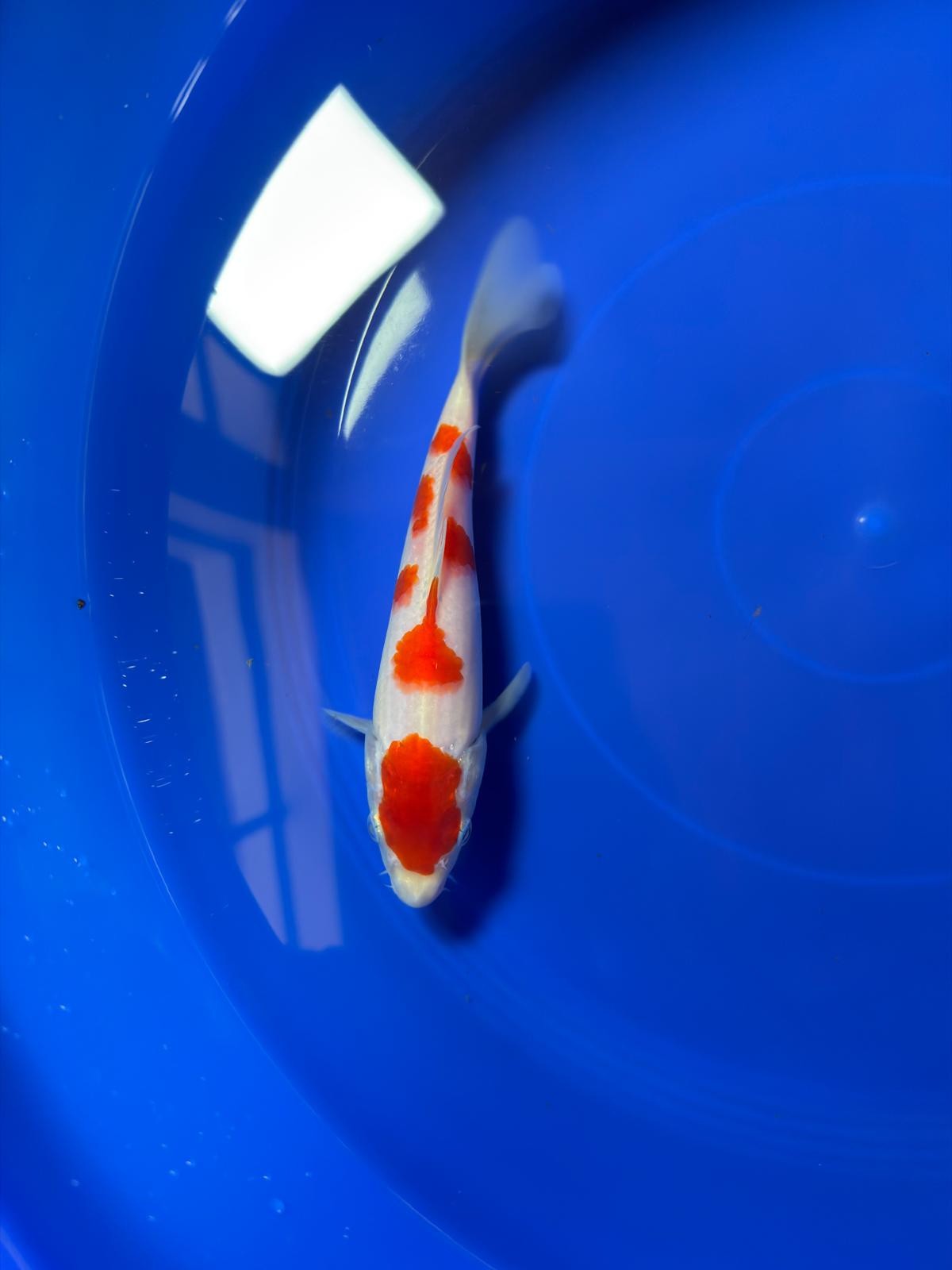 8"  (Tancho) Maruten Kohaku Japanese Imported HQ(High Quality)