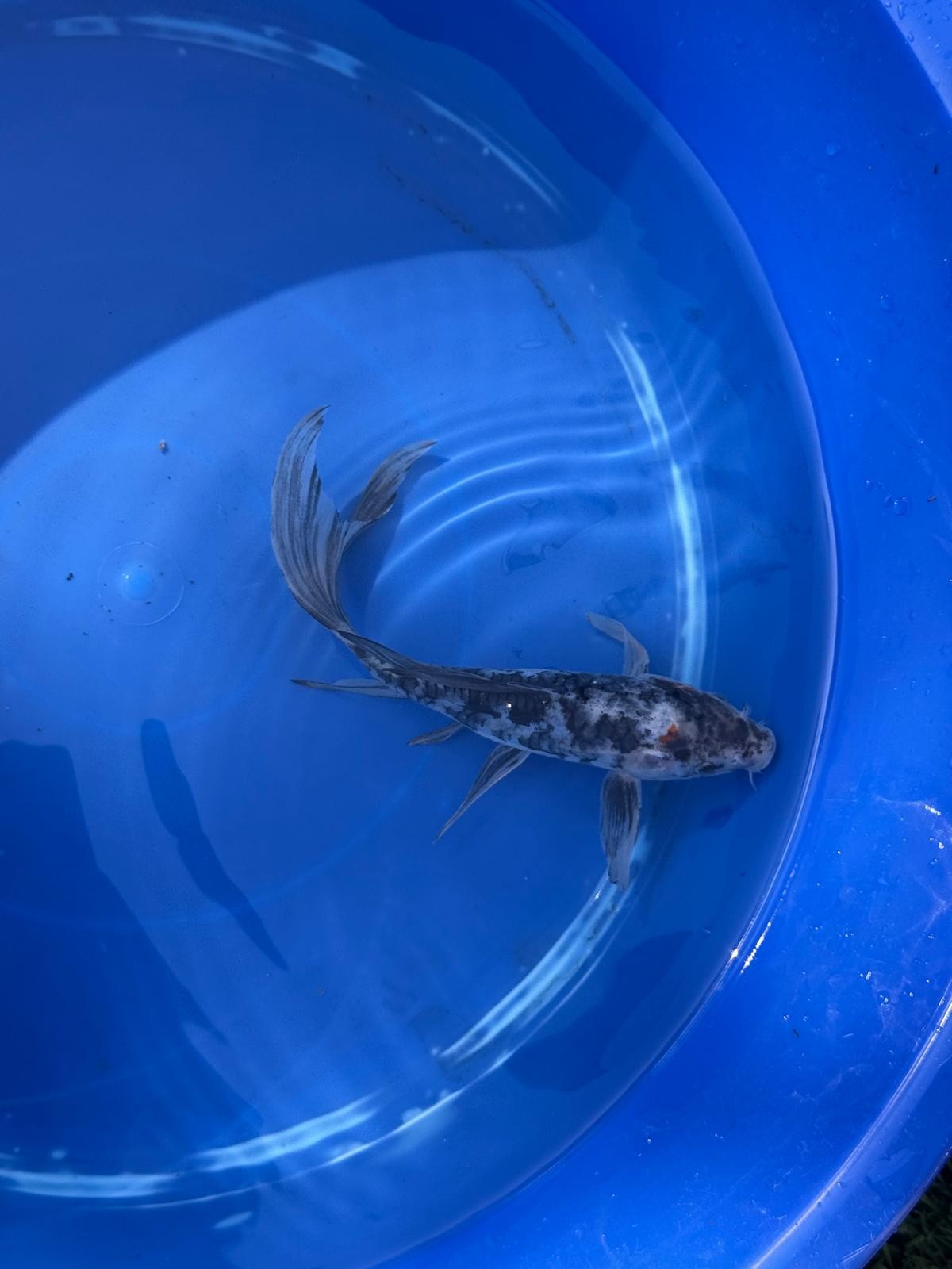 Showa Butterfly Koi 8 Inch