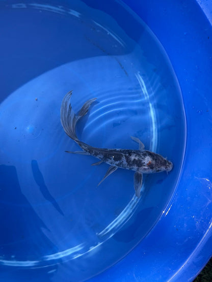 Showa Butterfly Koi 8 Inch