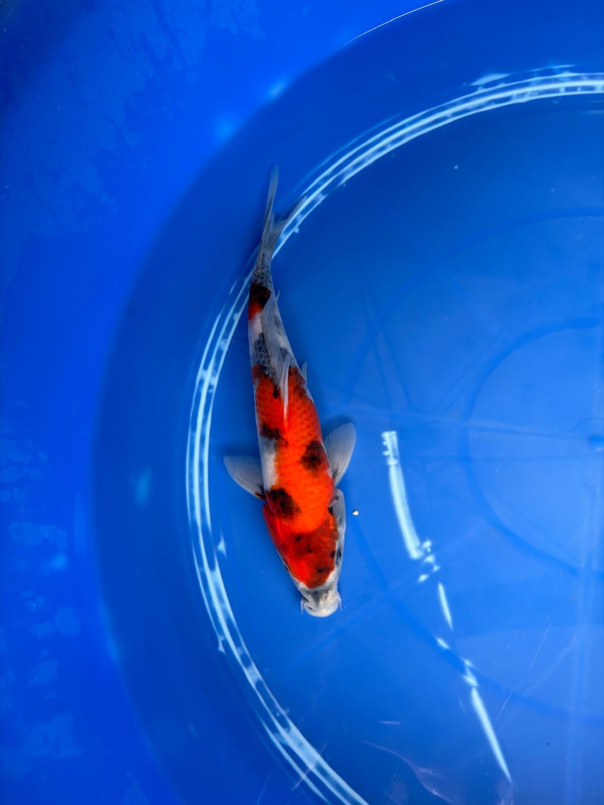 9" Showa Japanese Import Koi
