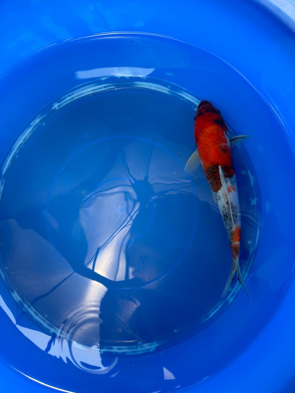 Japanese Koi Showa 10" TK(B)