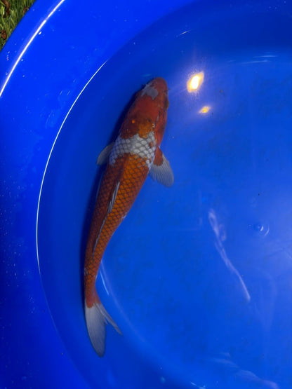 14 Inch Ochiba Japanese Import Koi