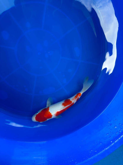 9" Kohaku Japanese Imported T2