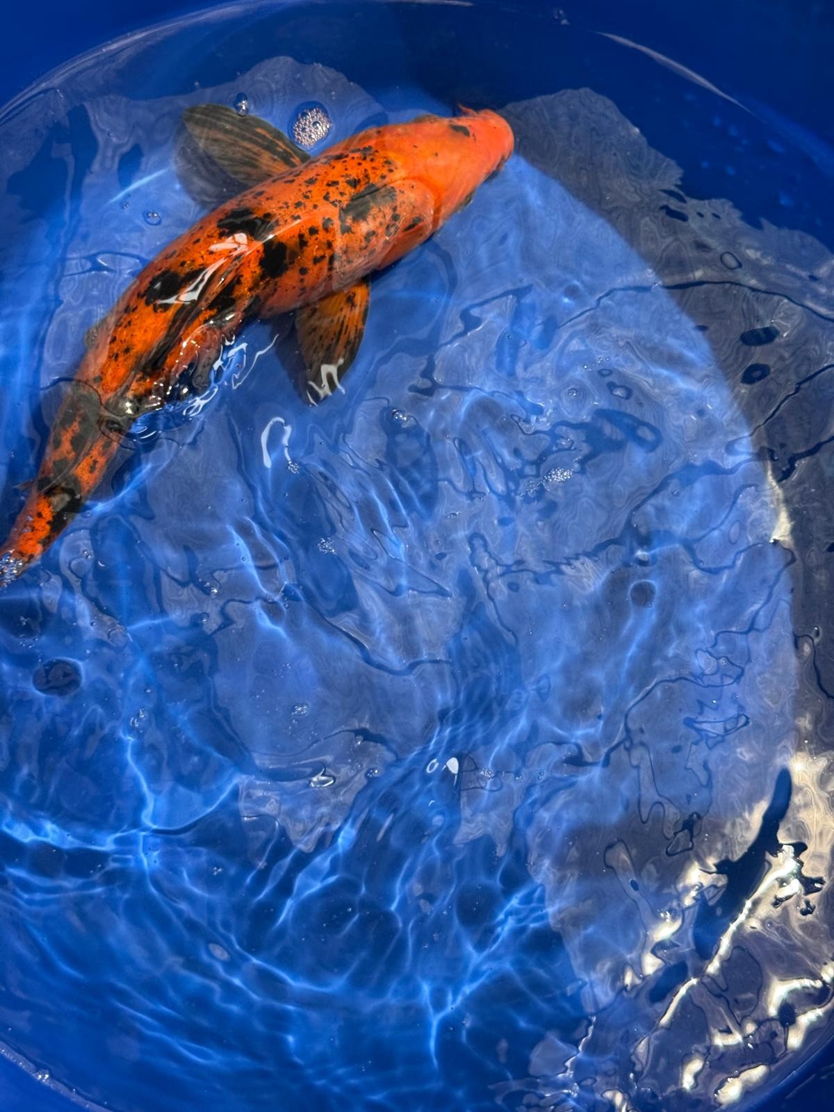 12"  Kin Hi Utsuri Koi