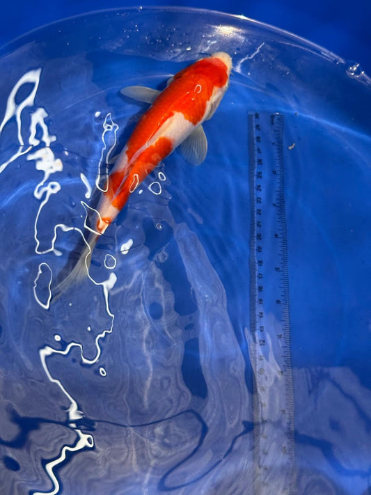 9" Kohaku Japanese Imported (Hand Picked) T2