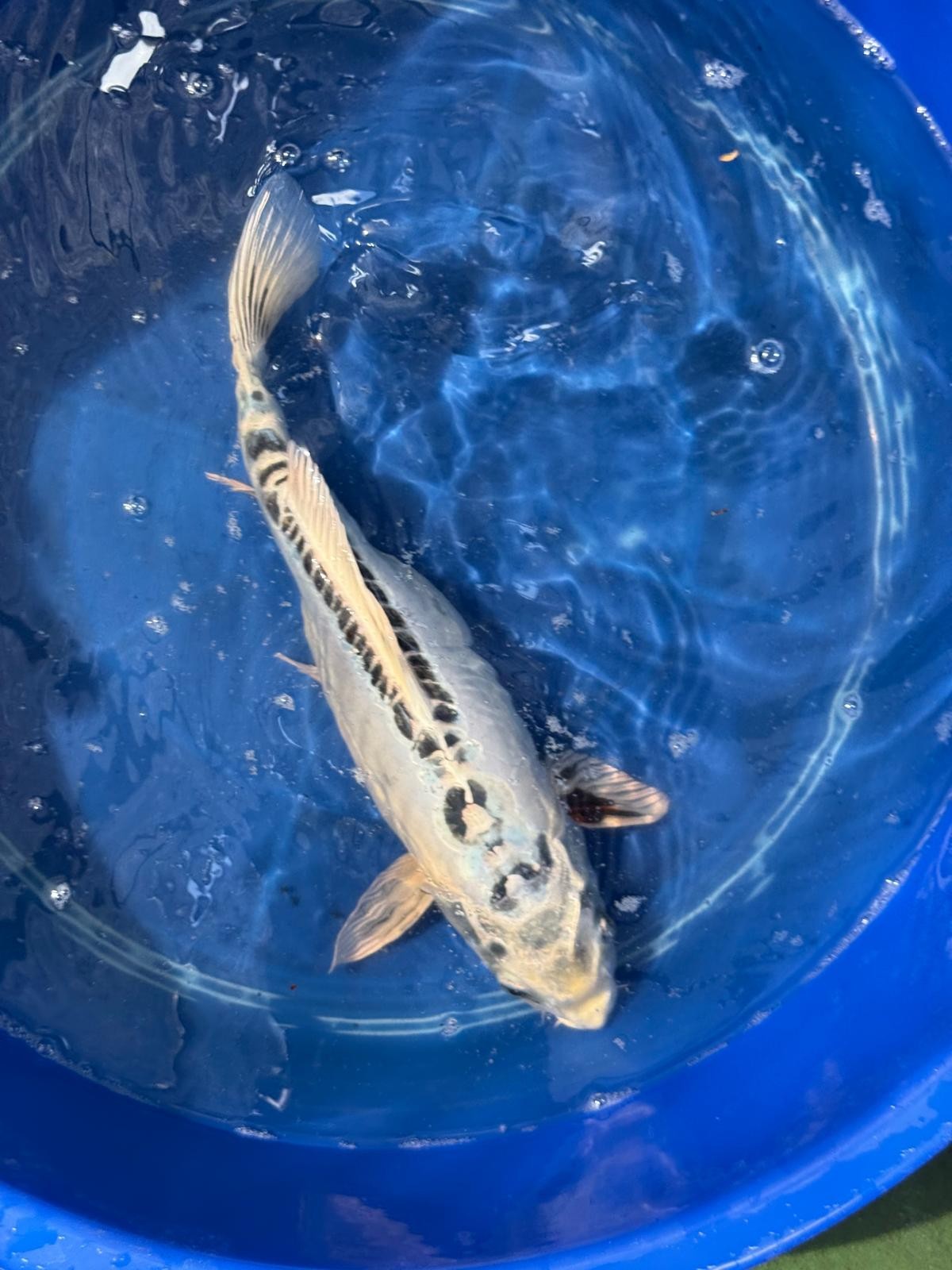 14.5"  Kikokuryu Japanese Import Koi