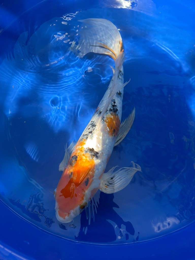 Showa Butterfly Koi 18  Inch