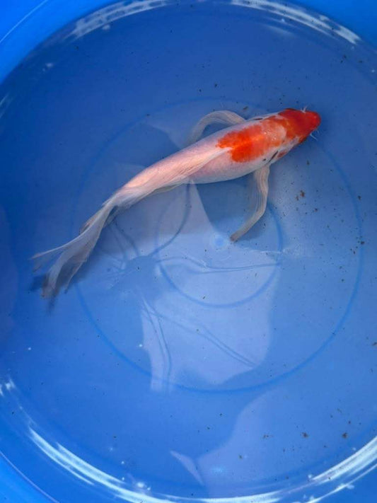 Kohaku Butterfly Koi 10"