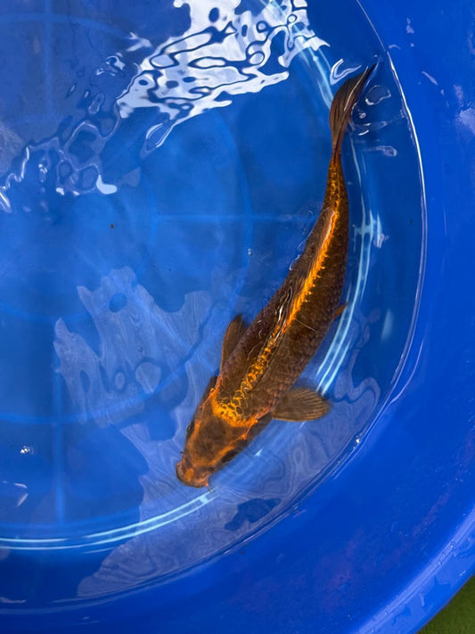 Kin Matsuba Koi 12" TD