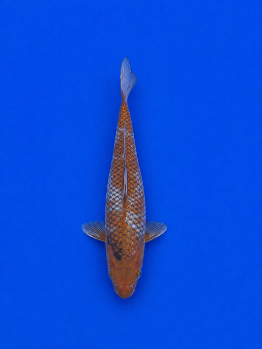 Japanese Ochiba Shigure Koi 9.5"