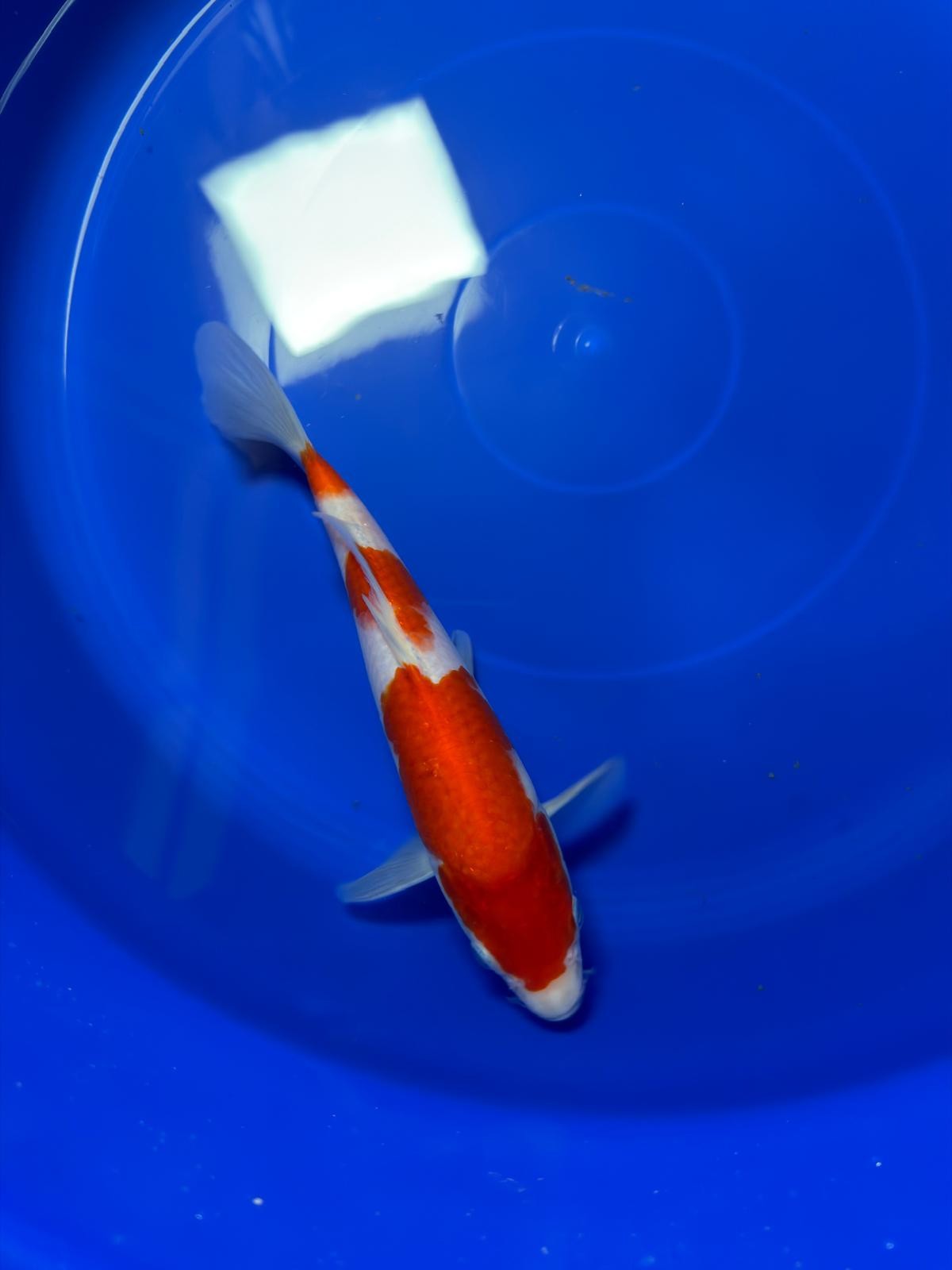 9"  Kohaku Japanese Import Koi (Hand Picked) T1