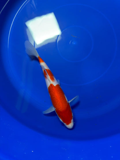 9"  Kohaku Japanese Import Koi (Hand Picked) T1