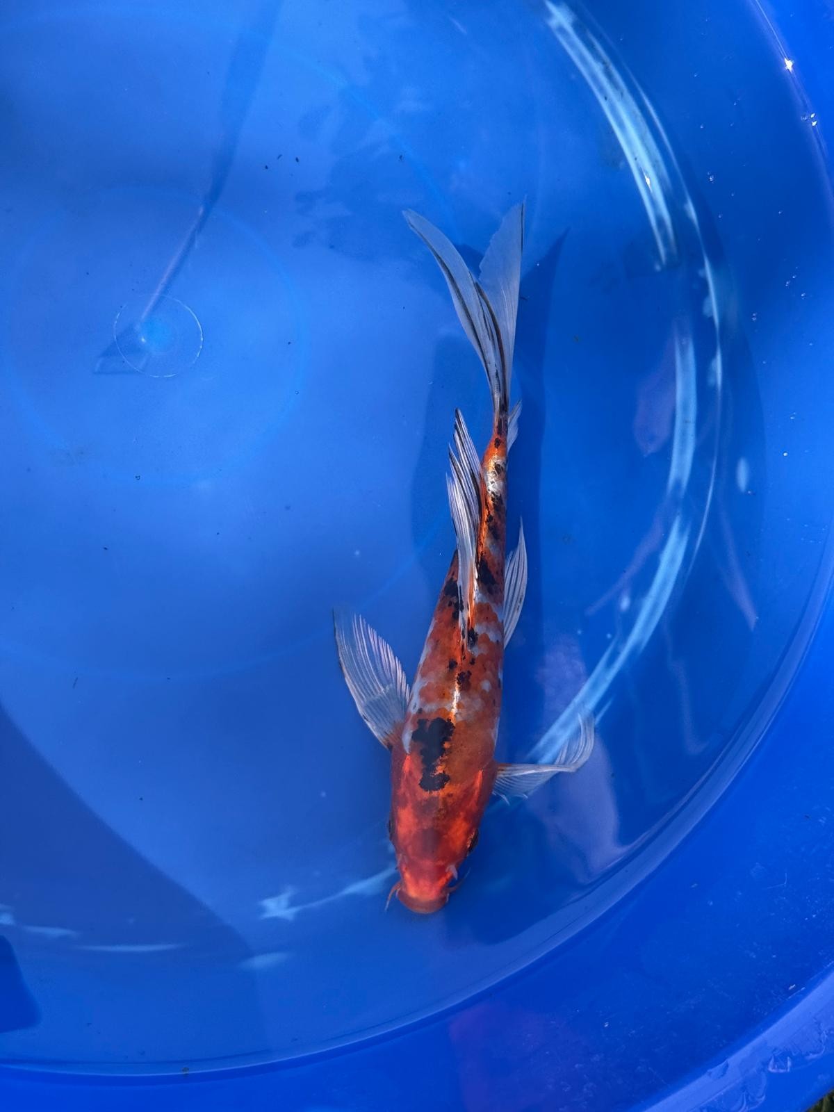 Showa Butterfly Koi 9 Inch