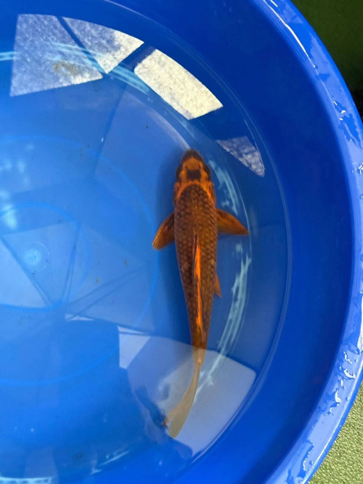 Aka Matsuba Koi 9" D