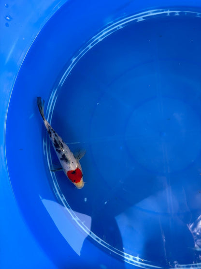 6"  Tancho Sanke Japanese Import Koi