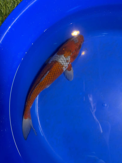 14 Inch Ochiba Japanese Import Koi