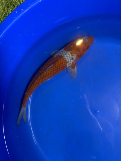 14 Inch Ochiba Japanese Import Koi