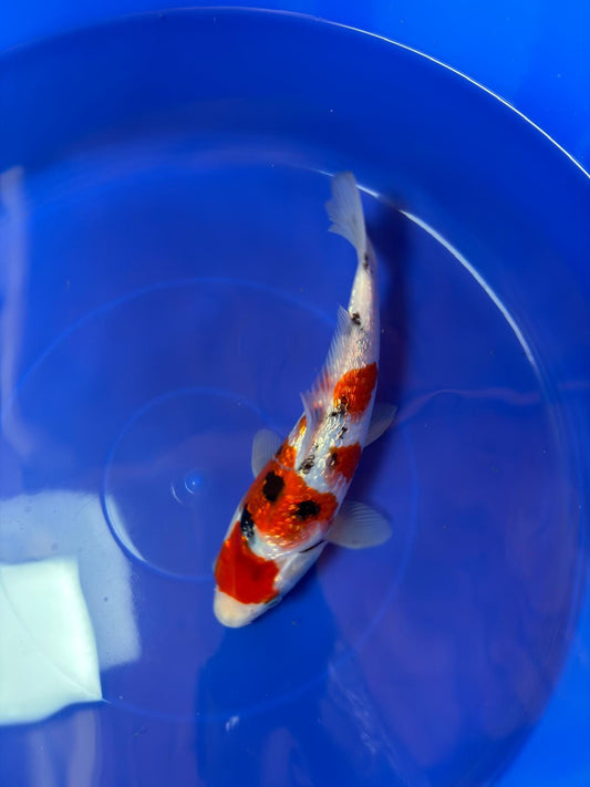 9" Ginrin Sanke Japanese Imported (Hand Picked)