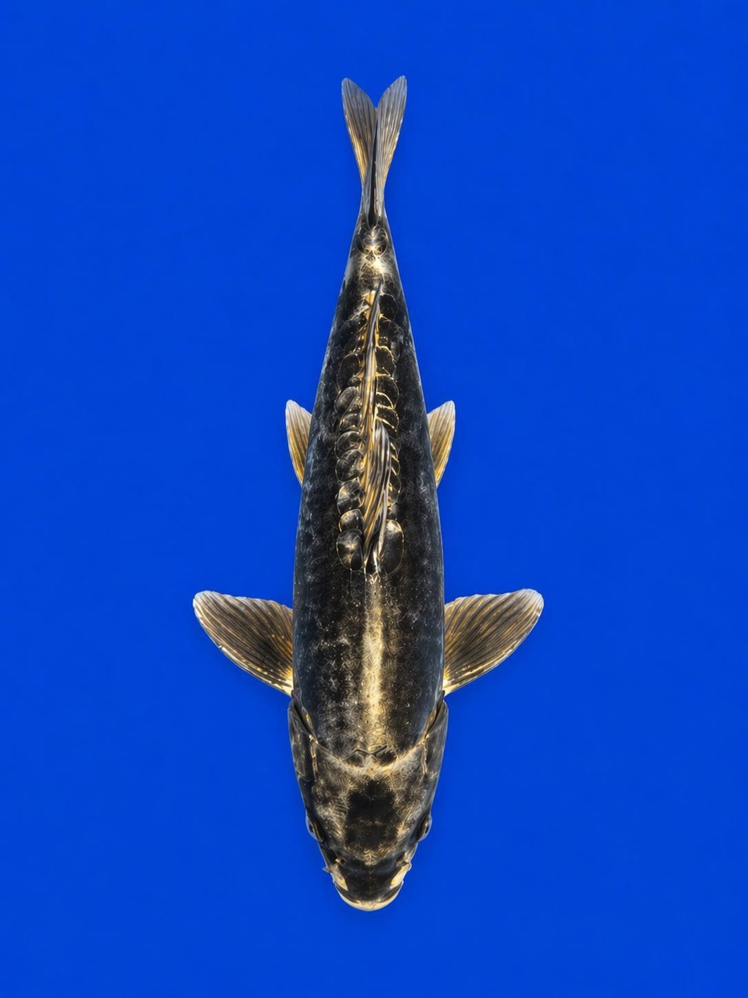 Kikokuryu Japanese Import Koi 16"