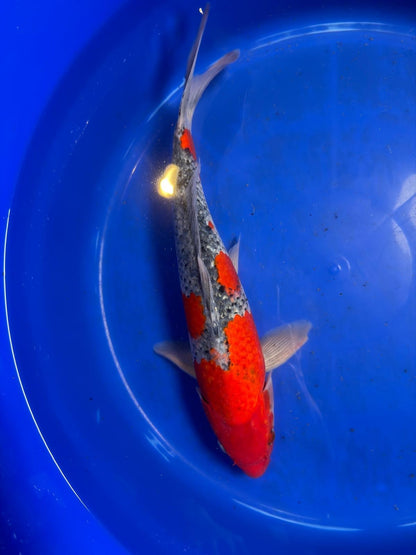 Japanese Goshiki Koi 15"