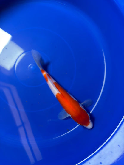 8"  Kohaku Japanese Import Koi (Hand Picked) T1