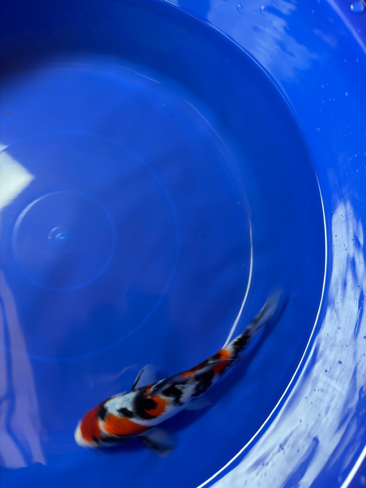 8" Showa Japanese Imported (Hand Picked)