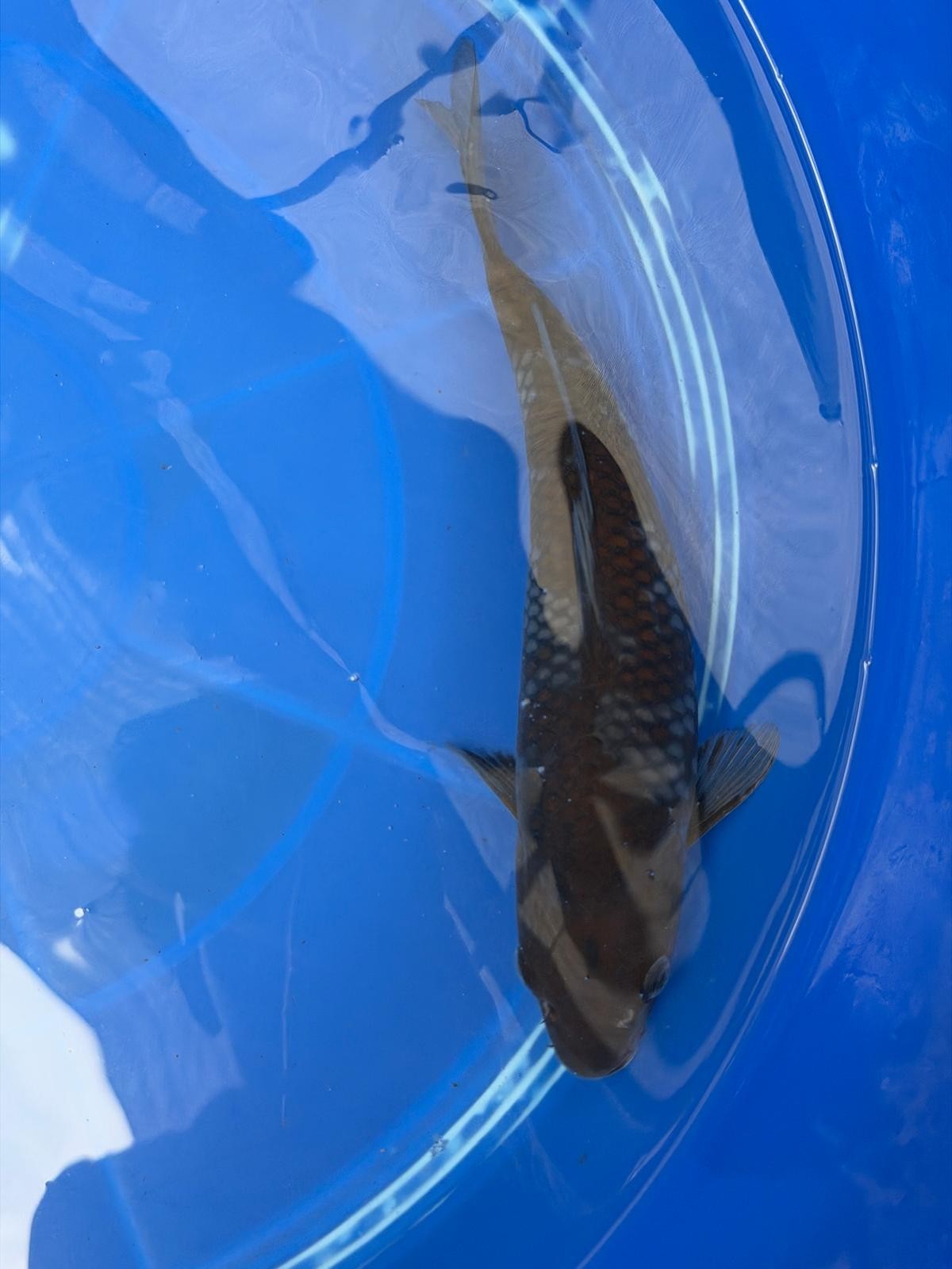 Japanese Ochiba Shigure Koi 9"