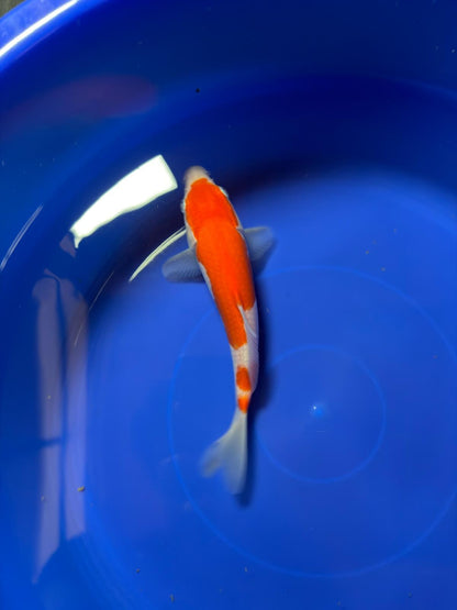 8"  Kohaku Japanese Import Koi (Hand Picked) T1