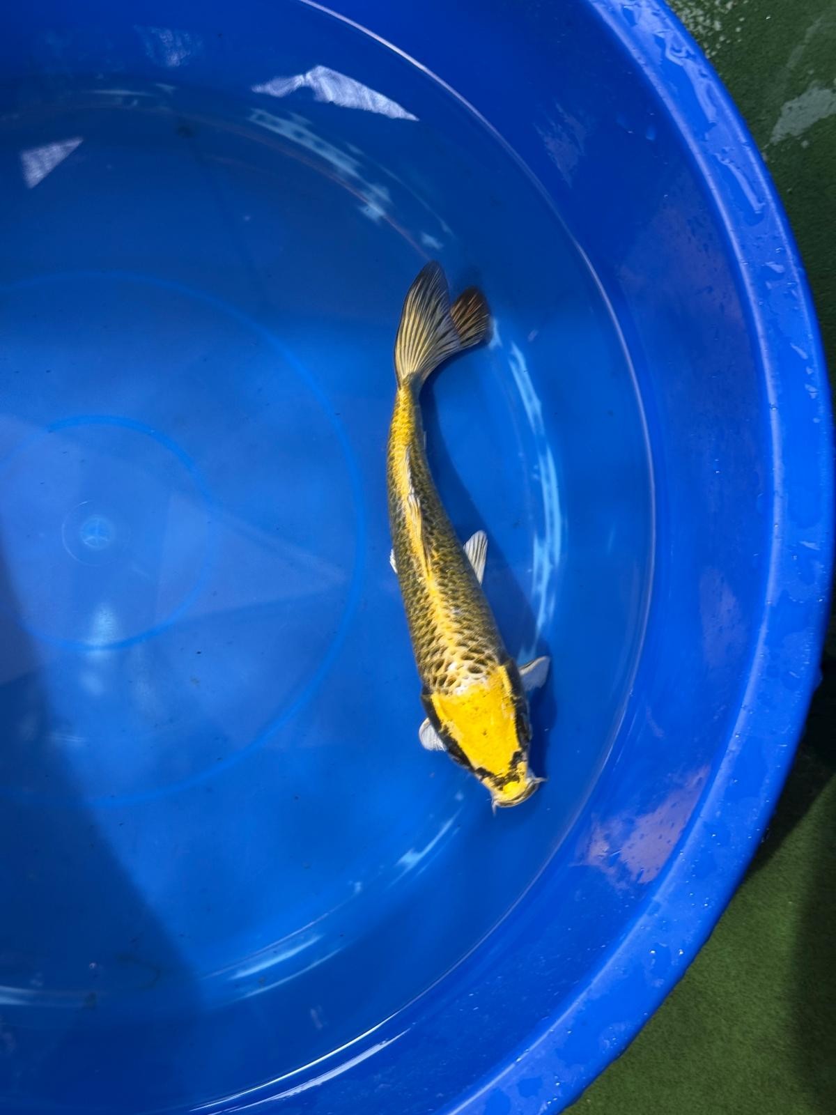 Ki Matsuba 8" Koi D