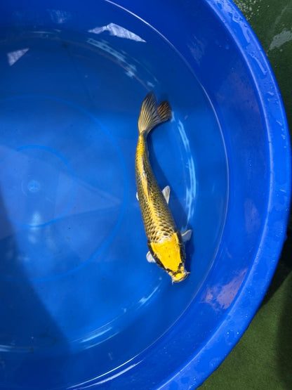 Ki Matsuba 8" Koi D