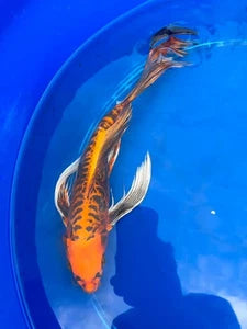 Kin Matsuba Butterfly Koi 15 Inch