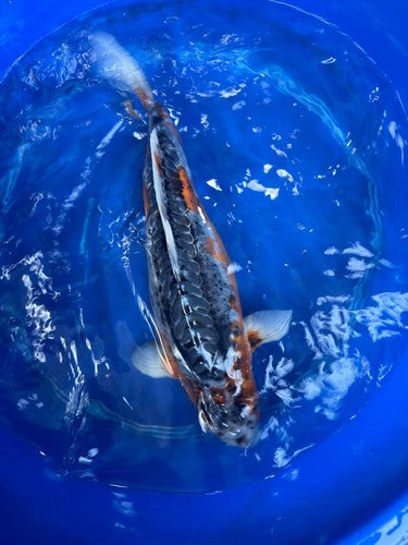 Japanese Imported Shusui 18" Koi
