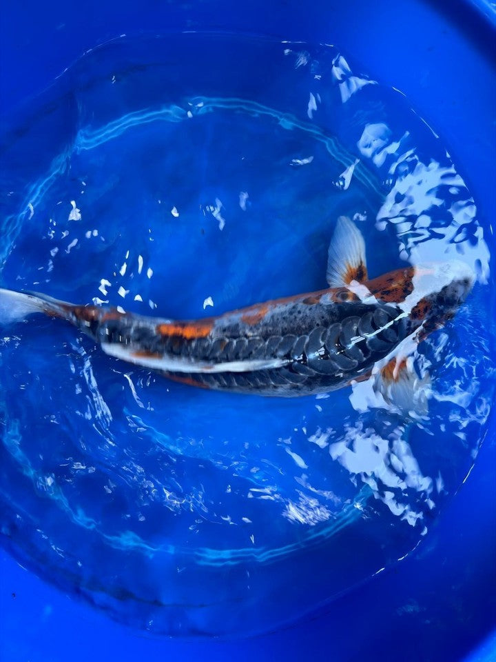 Japanese Imported Shusui 18" Koi