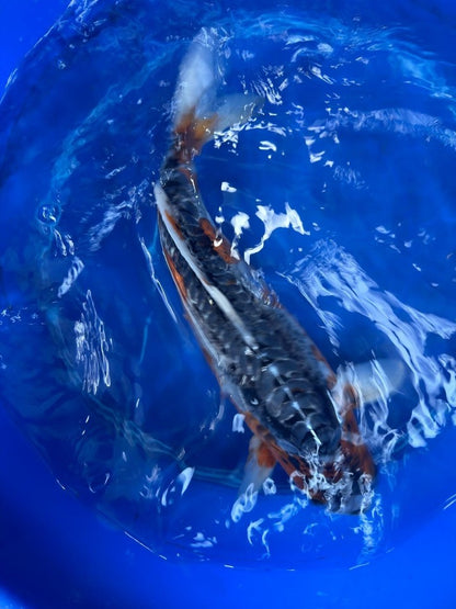Japanese Imported Shusui 18" Koi