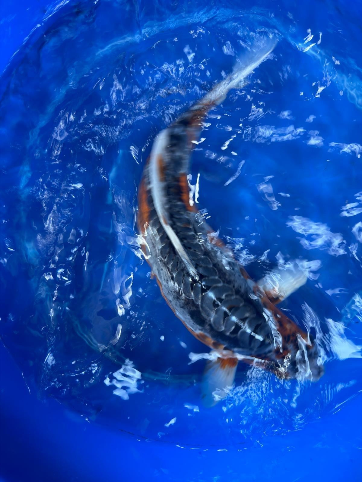 Japanese Imported Shusui 18" Koi