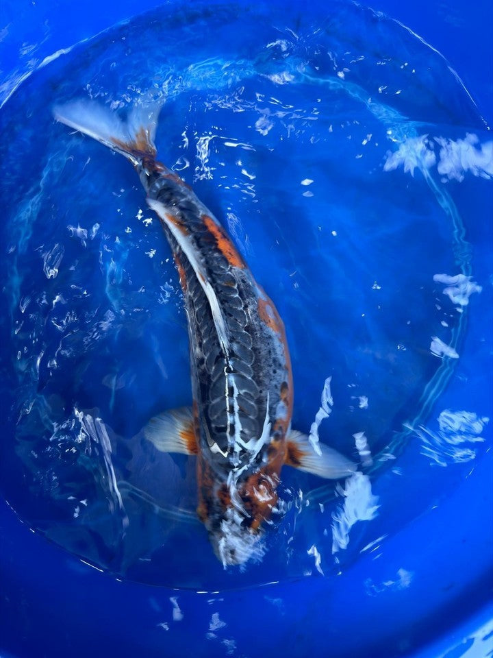 Japanese Imported Shusui 18" Koi