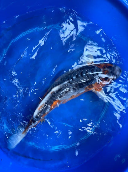 Japanese Imported Shusui 18" Koi