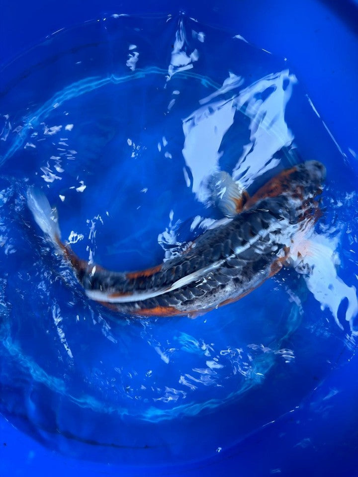 Japanese Imported Shusui 18" Koi