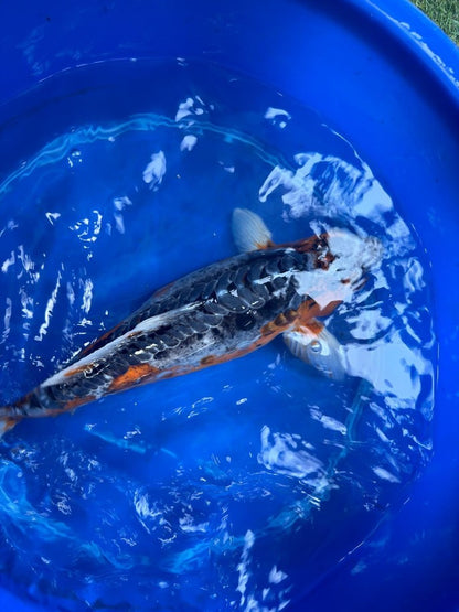 Japanese Imported Shusui 18" Koi