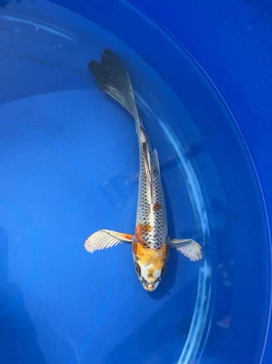 Kujaku Butterfly Koi 8"