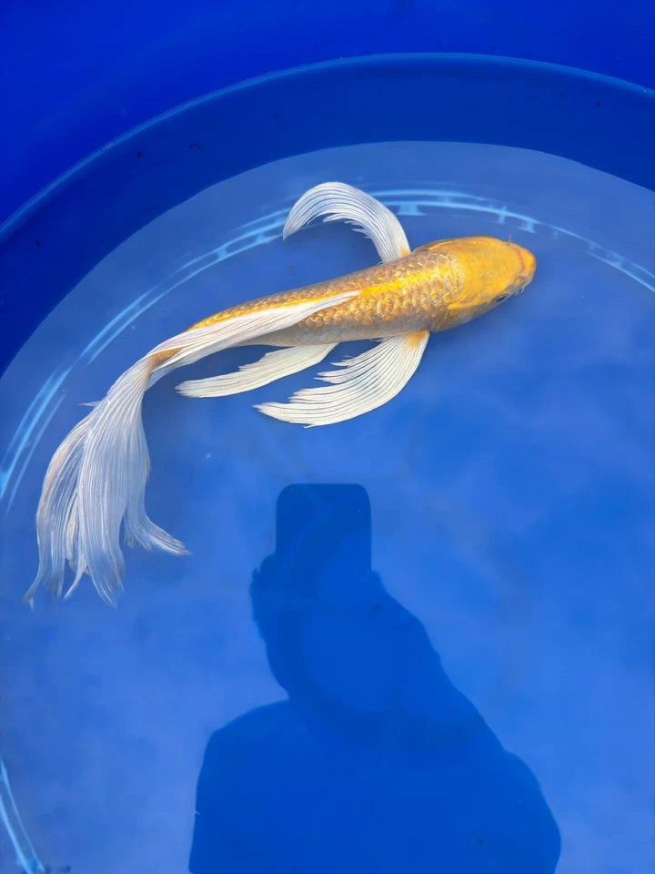 Ginrin Yamabuki Ogon Butterfly Koi 12 Inch