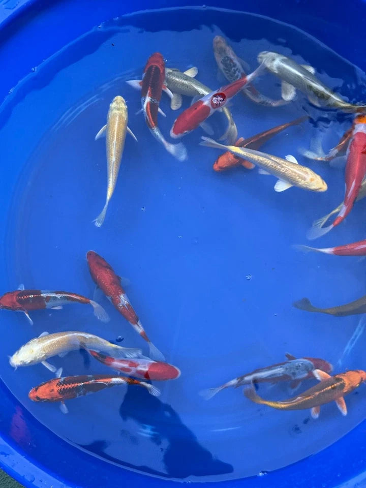 6 Pack of Japanese Imported Tosai Koi 6 to 7 inch