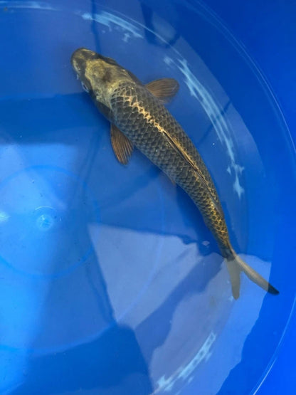 Matsuba Koi 10" D