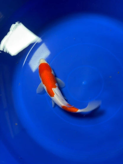 8" Kohaku Japanese Imported HQ(High Quality)