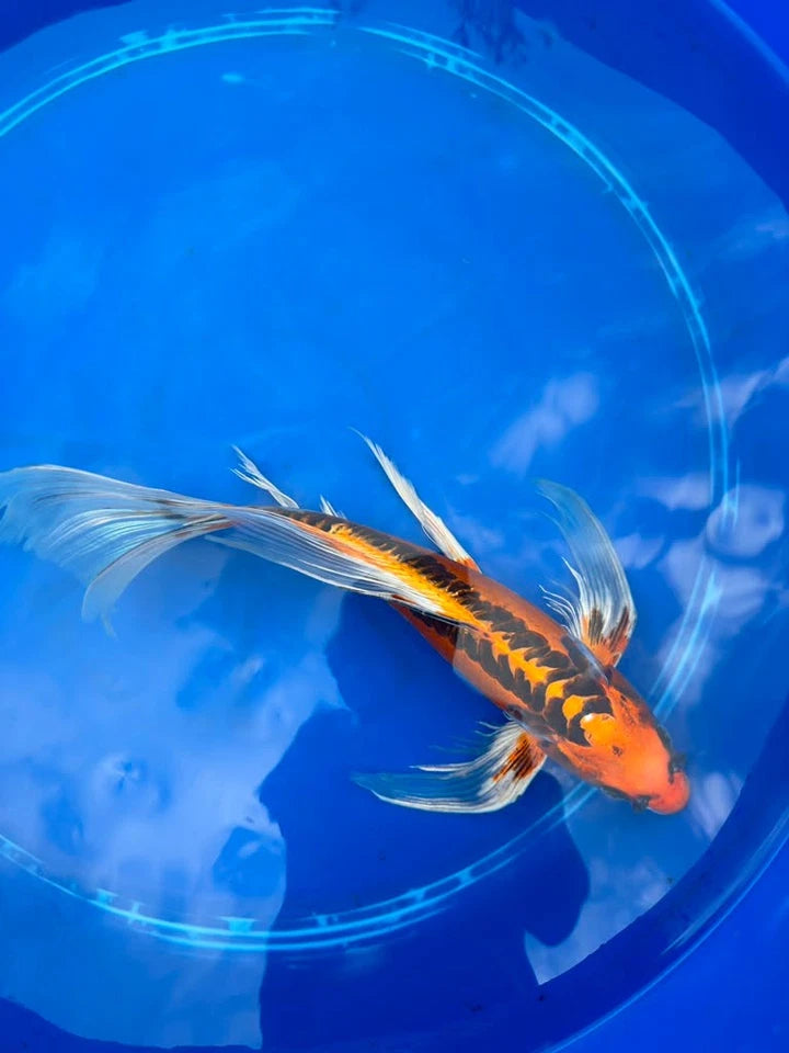 Kin Matsuba Butterfly Koi 13 Inch