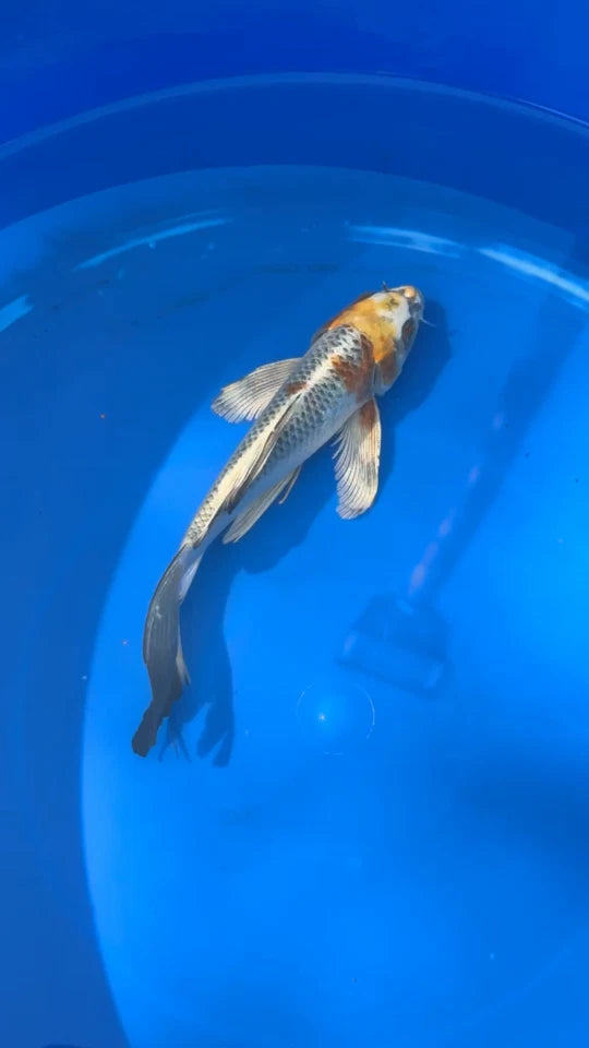 Kujaku Butterfly Koi 8"